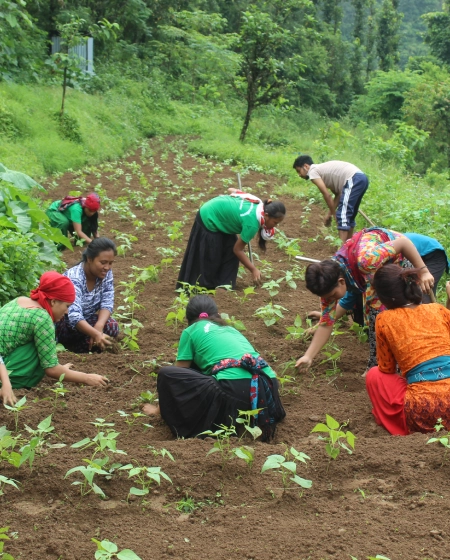 Agriculture and Sustainable Livelihoods